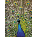 Blank Journal - Blue Peacock