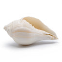 Conch Shell  for water bowls