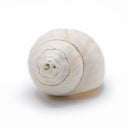 Conch Shell  for water bowls