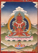 Amitayus Photo
