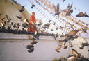 Chagdud Rinpoche with Birds Photo