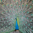 Peacock Wrapping Paper