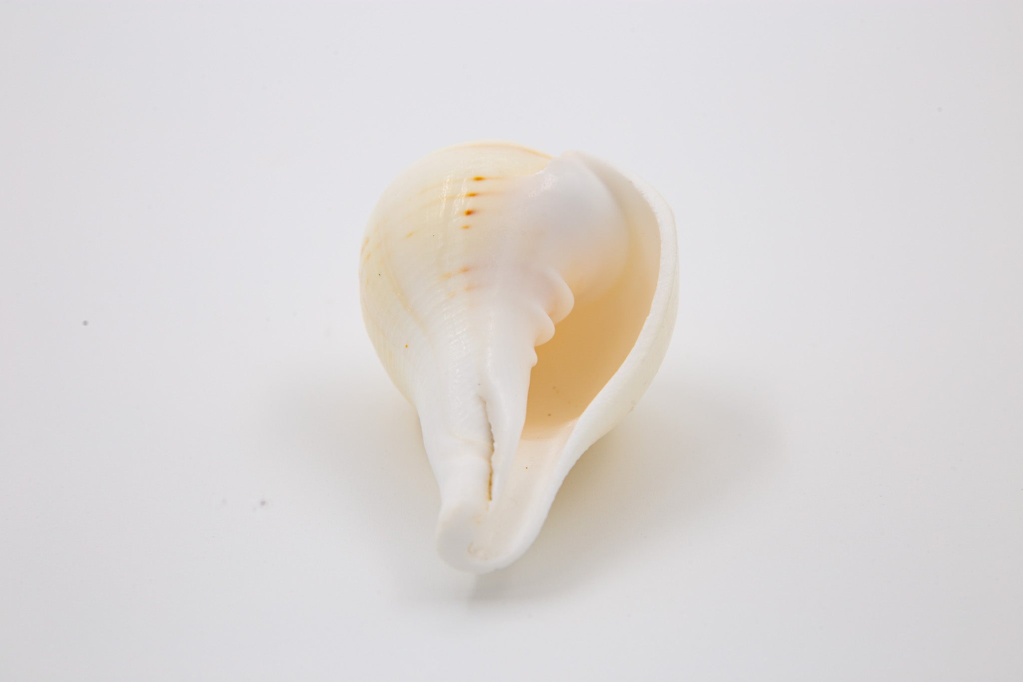 Conch Shell - Small