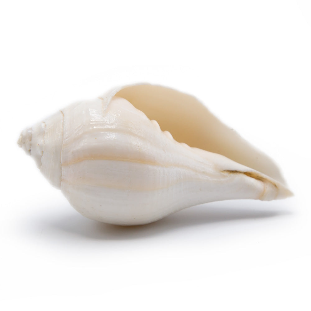 Con Chi Shell Buy Conch Shell Online – Tibetan Treasures