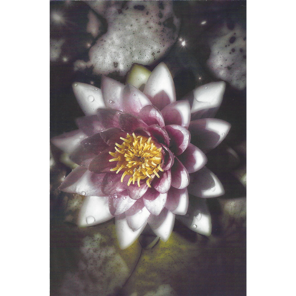 Lotus Blossom Postcard